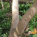 Toxicodendron succedaneum Kéreg/szár
