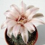 Gymnocalycium erinaceumFloro