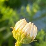 Tripleurospermum maritimum പുഷ്പം