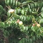 Lafoensia acuminata പുഷ്പം