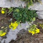 Brassica repanda Fiore