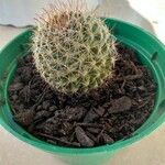 Mammillaria wrightii List