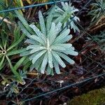 Euphorbia characias 叶