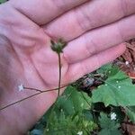 Adenocaulon bicolor Fleur