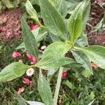 Galium rubioides Ліст
