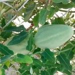Araujia sericifera Frukt