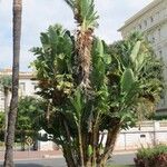 Strelitzia nicolai Συνήθη χαρακτηριστικά