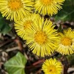 Tussilago farfaraBloem