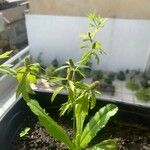 Eryngium foetidum Leht