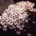 Androsace pubescens Цветок