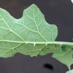 Solanum wrightii Liść