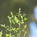 Euonymus maackii Fuelha