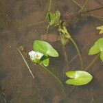 Sagittaria guayanensis 形態