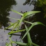 Sagittaria sagittifolia पत्ता