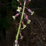 Caulanthus heterophyllus 花
