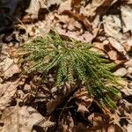 Lycopodium dendroideumHoja