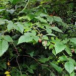 Rubus idaeus आदत