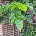 Fraxinus griffithii Leaf