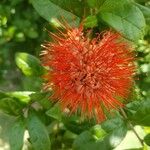 Combretum constrictum Flor