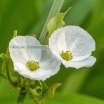 Echinodorus grandiflorus Blomma