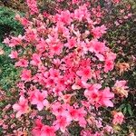 Rhododendron roseum 花