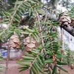 Tsuga heterophylla Fruit