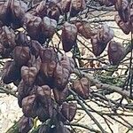 Koelreuteria paniculata Fruct