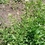 Capsella bursa-pastoris Fruit