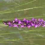 Anacamptis palustris Цветок