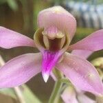 Ancistrochilus rothschildianus Floro