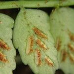 Asplenium barteri Hoja