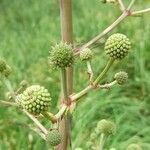 Eryngium horridum Flower
