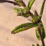 Lithodora fruticosa Leaf