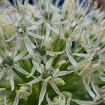 Allium cepa 花