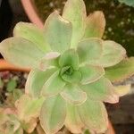 Echeveria bicolor Levél