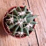 Echinocactus texensis 葉