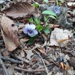 Viola rostrata Flower