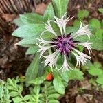 Cyanus lugdunensis Flower