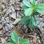 Chimaphila umbellata Leaf