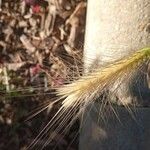 Hordeum jubatum Leaf