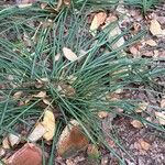 Lycoris radiata Hoja
