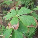 Rhododendron schlippenbachii Leaf