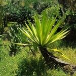 Furcraea selloana Levél