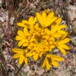 Chaenactis glabriuscula Flor