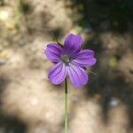 Geranium columbinum Floare