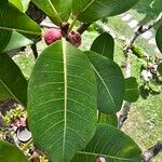 Ficus pertusa برگ