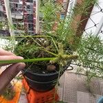 Cyperus aggregatus Ліст