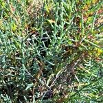 Salicornia fruticosa葉