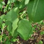 Cordia monoica Hoja