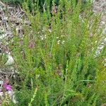 Erica cinerea Hàbitat